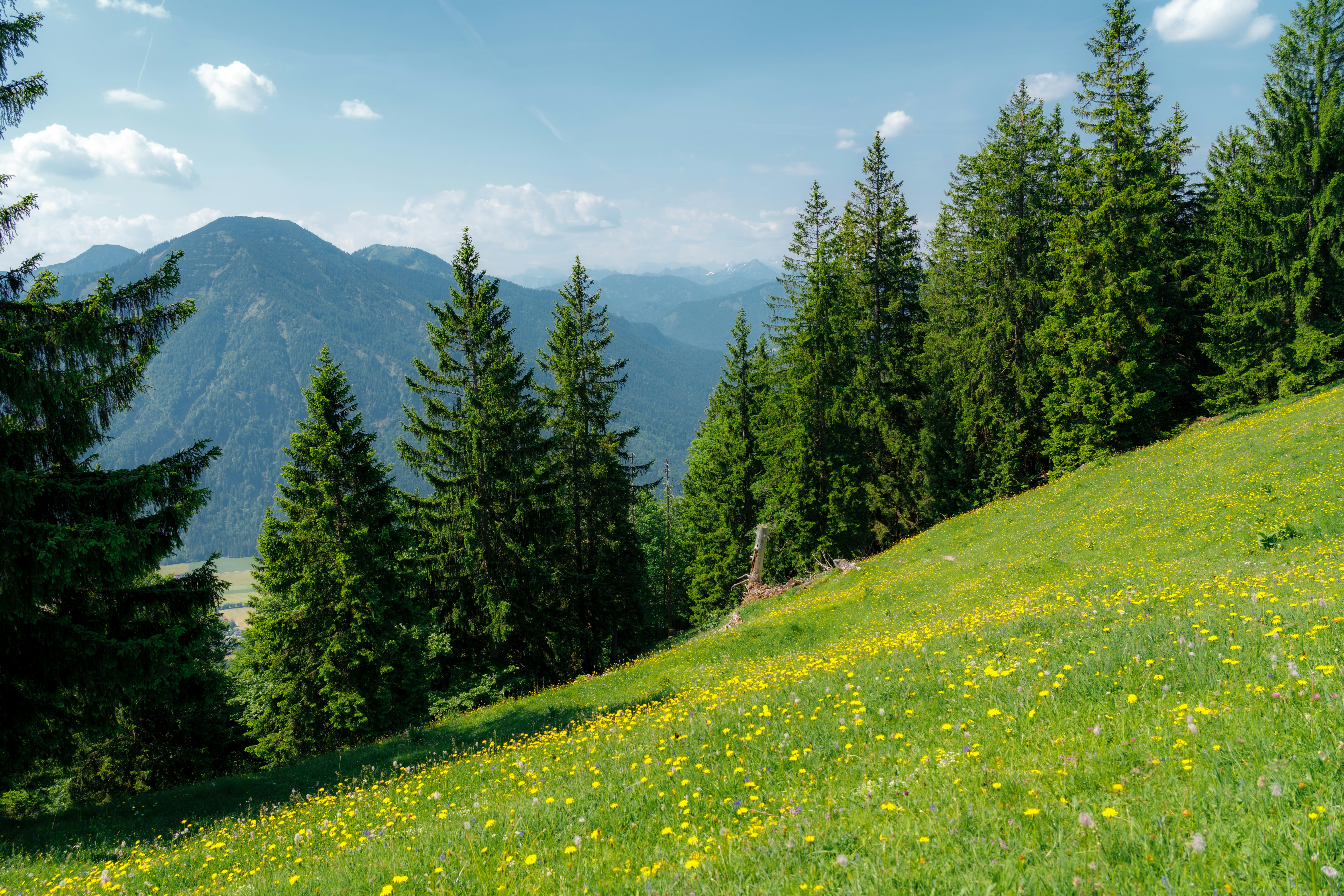 green grass field with green pine trees and mountains in the distance